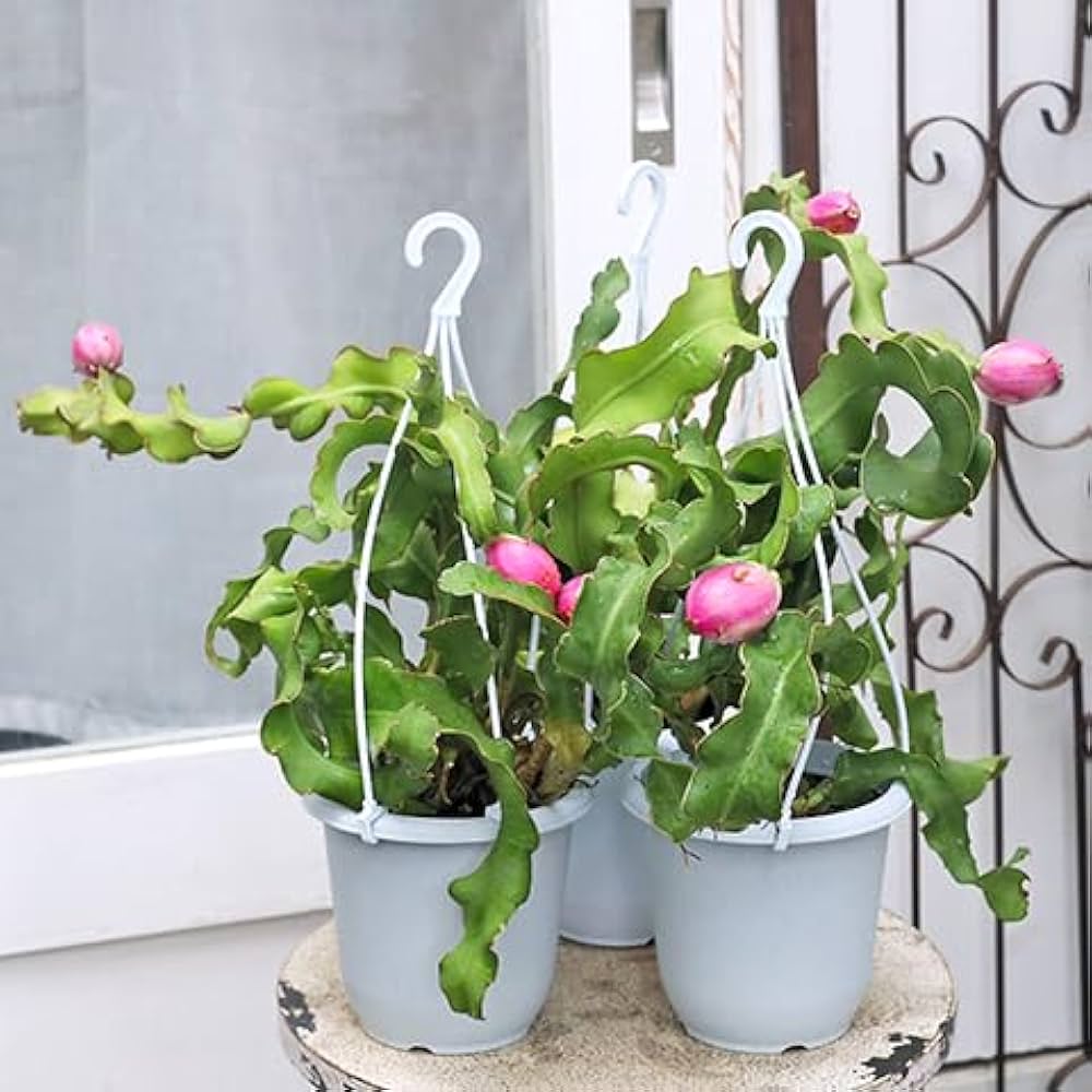 ぷんぷん丸さん専用ドラゴンフルーツ苗 ぷんぷん丸さん専用ドラゴンフルーツ苗